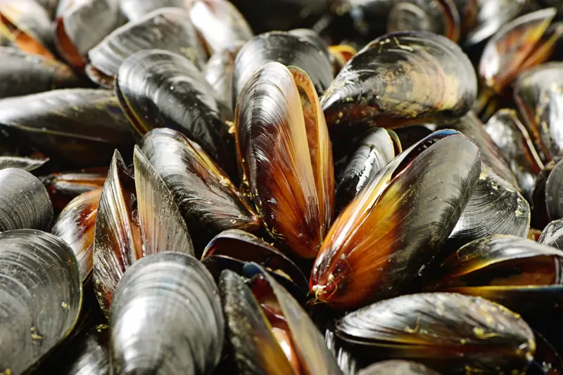 Blue Mussel