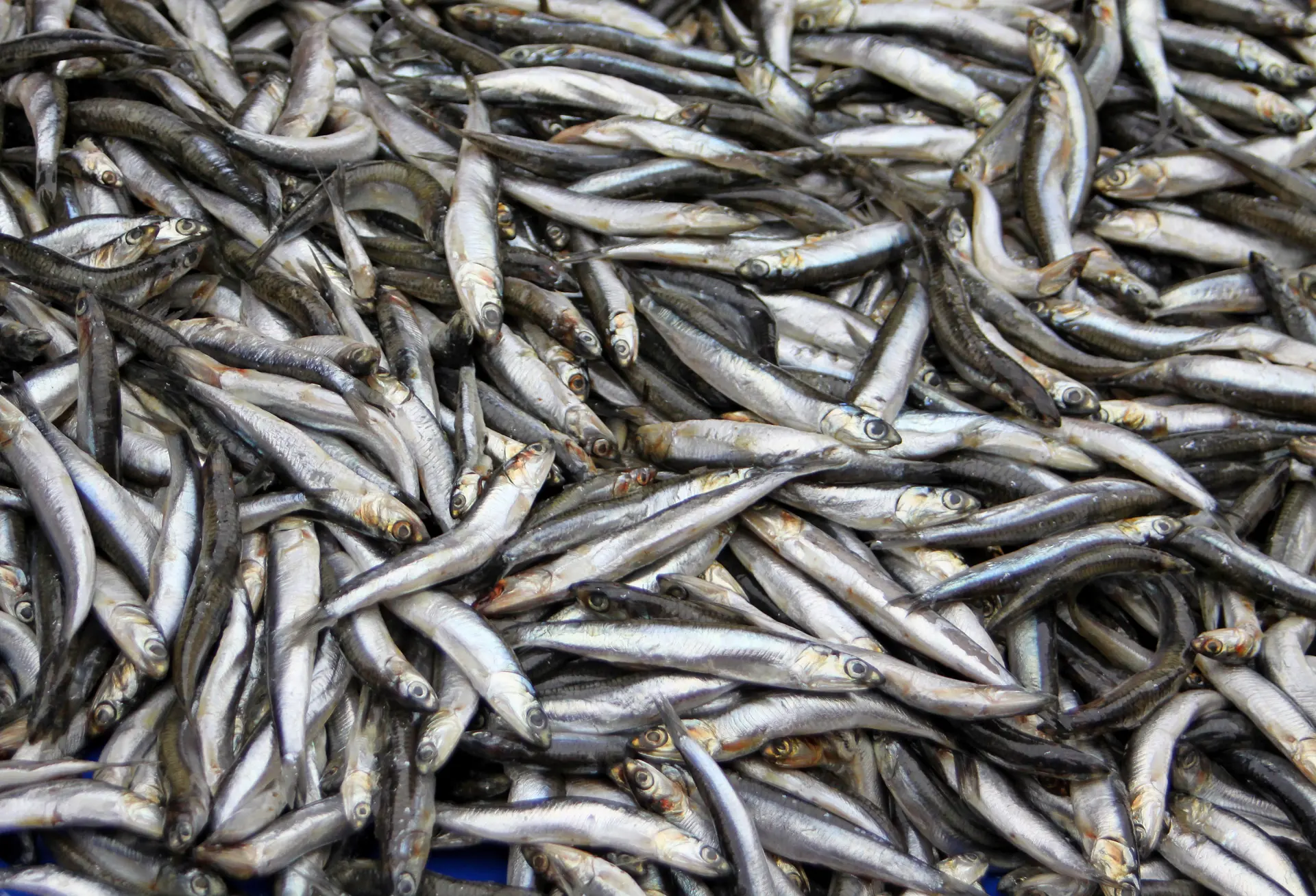 Triplenine Fish